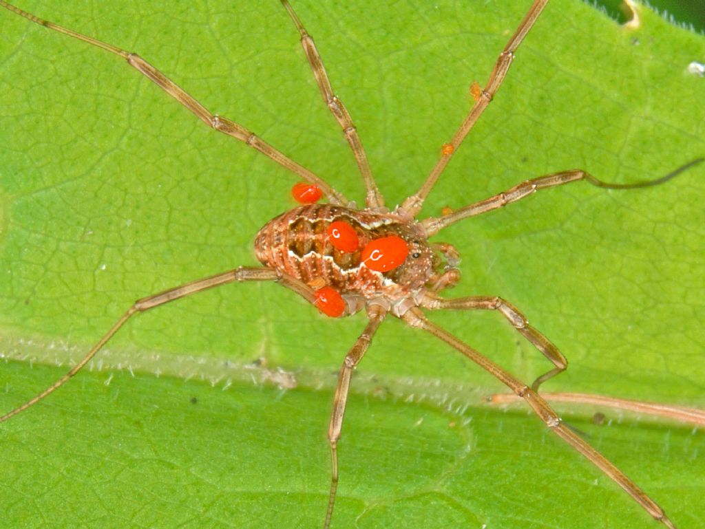 Phalangium opilio?  .... fam. Phalangiidae